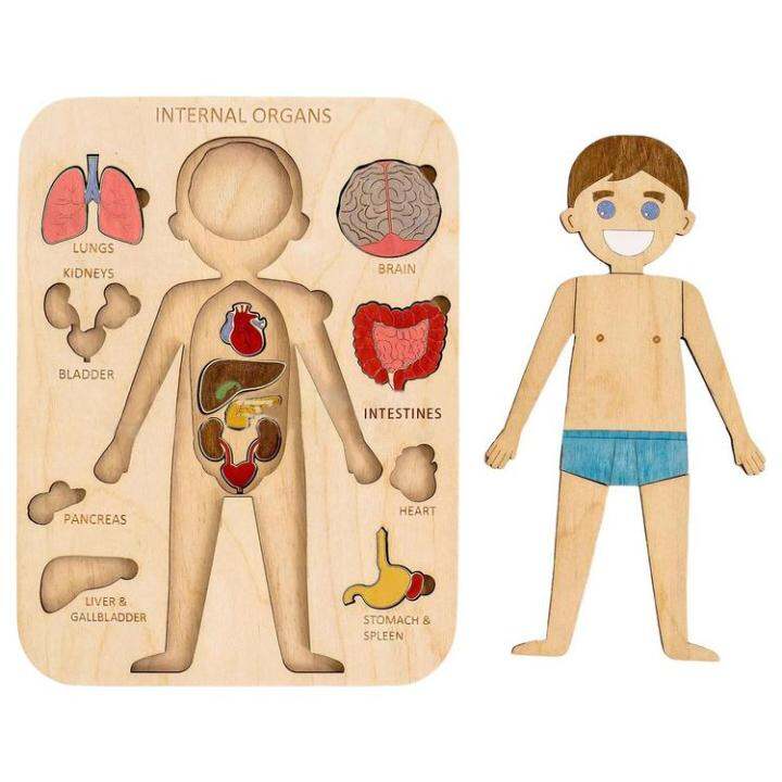 human-body-puzzle-human-body-structure-wooden-puzzle-for-children-educational-jigsaw-puzzles-human-body-parts-montessori-interactive-learning-puzzles-for-preschoolers-adorable