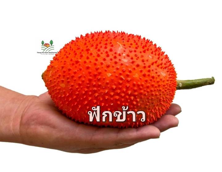 ฟักข้าว-เมล็ดพันธุ์ฟักข้าว-gac-seed-รสชาติอร่อย-กินยอดและผลอ่อนได้-บรรรจุ-5-เมล็ด