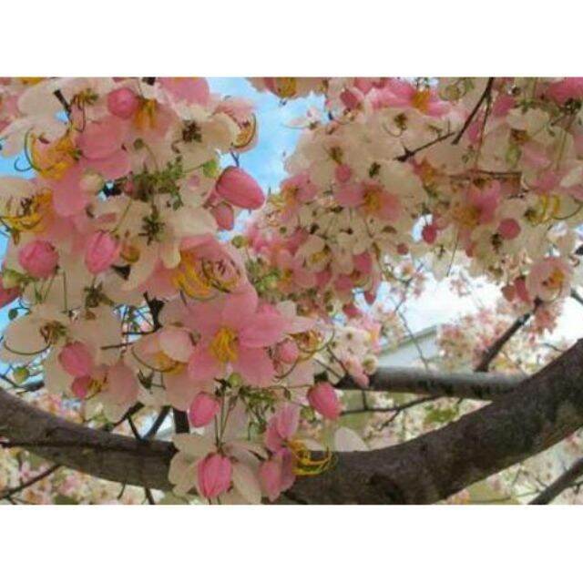 Palawan Pink Cherry Blossom Tree Seeds Lazada PH