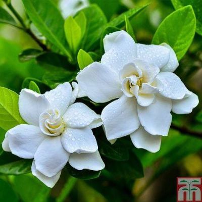 10 เมล็ดพันธุ์ มะลิซ้อน Jasmine flower Seeds มีคู่มือพร้อมปลูก อัตราการงอกสูง 70-80%