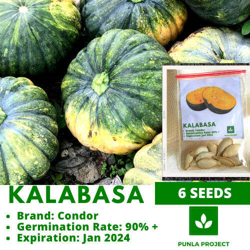 Bei Kalabasa 6seeds Squash Vegetable Repacked Seeds Gardening Lazada Ph