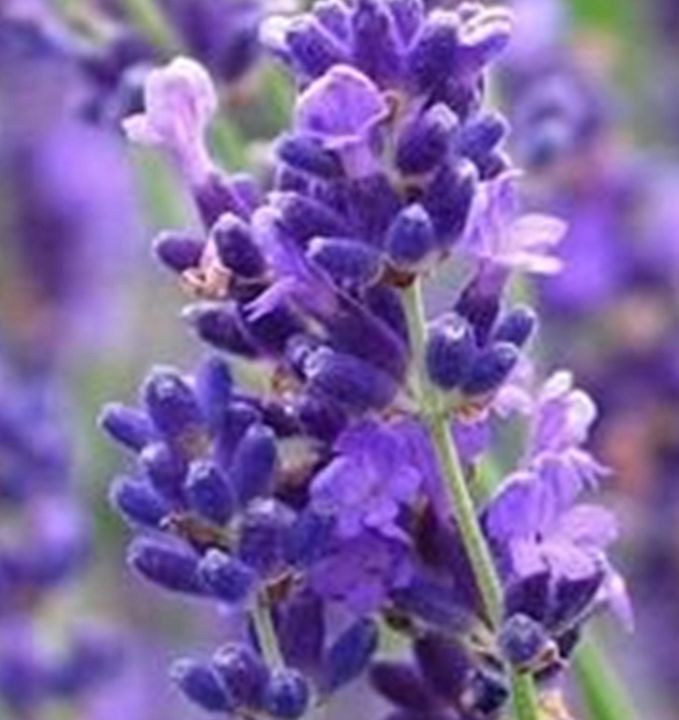 ขายส่ง-1-กิโลกรัม-เมล็ดดอกลาเวนเดอร์-lavender-seeds-เมล็ดพันธุ์-ลาเวนเดอร์-ดอกไม้-flowers-สีม่วง-น้ำหอม-ชาดอกลาเวนเดอร์-ดอกไม้อบแห้ง-ออร์แกนิค