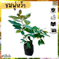 ชมพู่หว้า (Syzygium polycephalum) ผลไม้แปลก หายาก กลิ่นหอมเหมือนชมพู่ รสชาติหวานเปรี้ยว