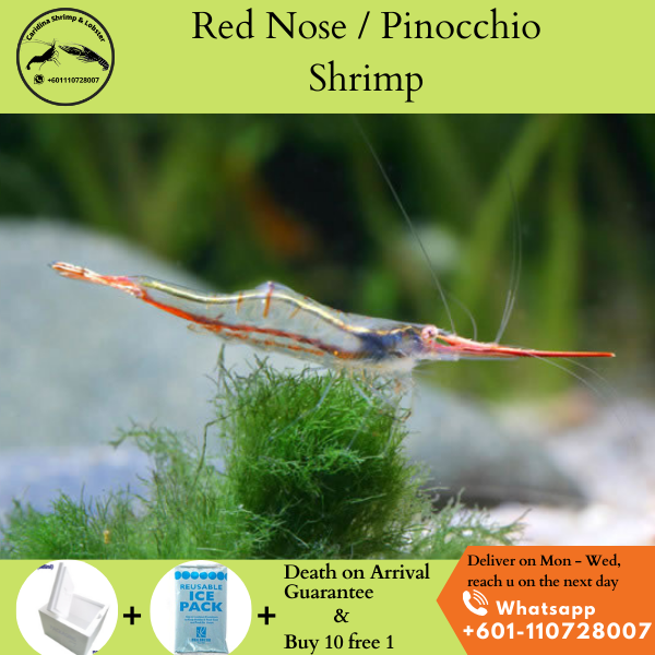 Red Nose Shrimp/Pinocchio Shrimp (Caridina gracilirostris) (Buy 10 free