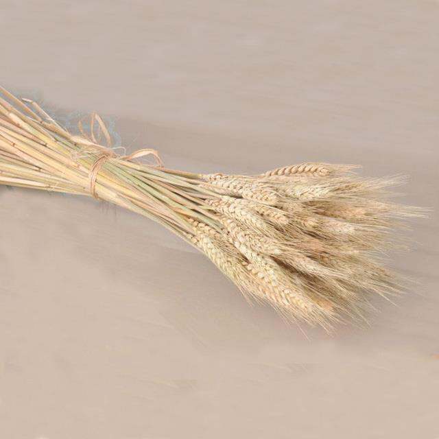 cw-20pcs-dried-plants-pampas-grass-natural-phragmites-communis-wedding-flower-bunch-raw-color