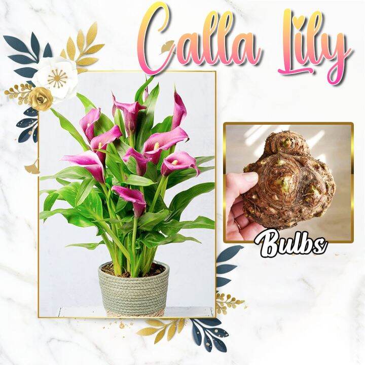 1pc Assorted Calla Lily Bulbs Seeds Botanical Name Garden Design
