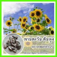 พร้อมส่ง ❗ รหัส 073 เมล็ดพันธุ์แท้ OP แท้  ทานตะวันต้นสูง สกายสแคปเปอร์ - Skyscraper Sunflower เมล็ดทานตะวัน เมล็ดดอกไม้