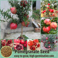 50เมล็ด/ห่อ ทับทิมแดง เมล็ดพันธุ์ Pomegranate Seed (Fruit Seeds for planting) เมล็ดพันธุ์ผลไม้ เมล็ดบอนสี พันธุ์ไม้ผล ต้นพันธุ์ผลไม้ ต้นไม้จริง ต้นบอนไซ ต้นบอนสี ต้นไม้กินผล ต้นผลไม้ บอนไซ ต้นไม้มงคล ต้นไม้แคระ เมล็ดพันธุ์พืช ปลูกง่ายปลูกได้ทั่วไทย Plants