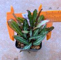 Euphorbia crassicaulis v.rubrifolia ฟรองซัว F004