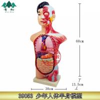 . 39053 young human bust model of human body model of the teaching model of head and neck torso model