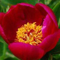 20 เมล็ด เมล็ดโบตั๋น ดอกโบตั๋น ดอกพีโอนี (Peony) สีแดง Red Peony ดอกไม้นี้​เป็นสัญลักษณ์ของความมั่งคั่งร่ำรวย ความซื่อสัตย์ อัตราการงอก 70-80%