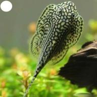 Cá lau kính tỳ bà bướm, vệ sinh hồ cá thủy sinh thumbnail
