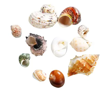 Natural Mini Conch Mediterranean 1Bag Interesting Colored Mixed Real Small  Sea Shells Aquarium Nautical Decoration Ornaments