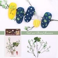 【cw】 art real Dried Flowers Decals Decoration Manicure Sticker Dry flower for acrylic UV Gel