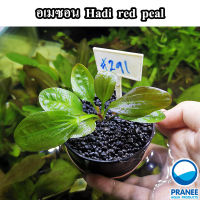 อเมซอน Hadi red pearl  ต้นไม้น้ำ ไม้น้ำพร้อมปลูก (291) ***กรุณาอ่านรายละเอียดก่อนสั่งซื้อ