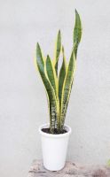 พร้อมส่ง โปรโมชั่น ลด 30% ใส่ DETNOV30ต้นลิ้นมังกรขอบทอง ฟอกอากาศ Laurentii Sansevieria ส่งทั่วประเทศ พรรณ ไม้ น้ำ พรรณ ไม้ ทุก ชนิด พรรณ ไม้ น้ำ สวยงาม พรรณ ไม้ มงคล