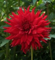 1 หัว /ชุุด เหง้า ต้นรักเร่ Dahlia Bulb สายพันธุ์ Kenora Wildfire สีแดง หัวรักเร่ ดอกไม้ ดอกรักเร่ รักแรกพบ เฟิร์สเลิฟ ดอกไม้นำเข้า พร้อมให้ดอก