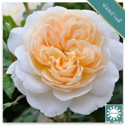 30 เมล็ด เมล็ดพันธุ์ กุหลาบ สีส้ม พันธุ์ Lady Marmalade Rose Seeds ดอกใหญ่ ดอกหอม นำเข้าจากต่างประเทศ พร้อมคู่มือ เมล็ดสด ใหม่