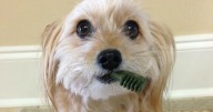 Bánh Thưởng Cho Cún 2-7kg Greenies Teenie Dental Dog Treats Combo 5c thumbnail