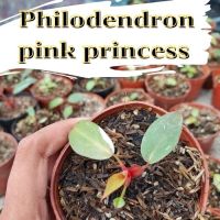 1 กระถาง Philodendron pink princess พิ้งปริ้นเซส เจ้าหญิงสีชมพู คละต้น พร้อมจัดส่ง