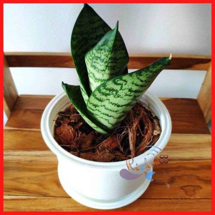 ลิ้นมังกรแคระ-เขียวลาย-ฮานิอาย-sansevieria-hahnii-พร้อมกระถาง-จานรอง-ต้นลิ้นมังกร-ต้นไม้มงคล-ต้นไม้ฟอกอากาศ-ไม้มงคล-ไม้มงคลแคระ-ต้นไม้แต่งห้อง