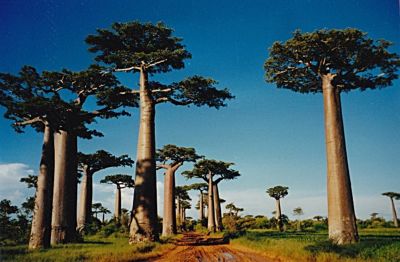 ขายส่ง เมล็ดเบาบับ Baobab Tree บอนไซเบาบับ โบโบ boaboa ต้นขวด bottle tree ต้นไม้แห่งชีวิต the tree of life ต้นขนมปังลิง monkey bread tree ต้นไม้กลับหัว Upside 50 เมล็ด