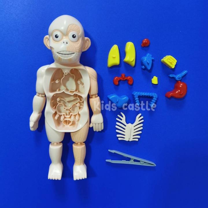 toyswonderland-โมเดลหุ่นจำลอง-human-body-model-โมเดลอวัยวะ-anatomy-กายวิภาค-ศึกษา-ตับ-ไต-ไส้-พุง