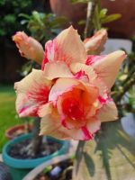 2 เมล็ด เมล็ดพันธุ์ ชวนชม สายพันธุ์ Azalea สีส้ม Bonsai Desert Rose Adenium Seed กุหลาบทะเลทราย ราชินีทะเลทราย บอนไซ มีคู่มือปลูก