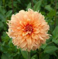 1 เหง้า/ชุด รักเร่ Dahlia Bulb สายพันธุ์ Hercules หัวรักเร่ ดอกไม้ หัวหน่อ เหง้า นำเข้า เนเธอร์แลน หัวสดใหม่