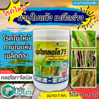 ? แซดคลอโล75 (คลอโรทาโลนิล) ขนาด 1กิโลกรัม ป้องกันกำจัดโรคราน้ำค้างในคะน้าที่มีสาเหตุจากเชื้อรา