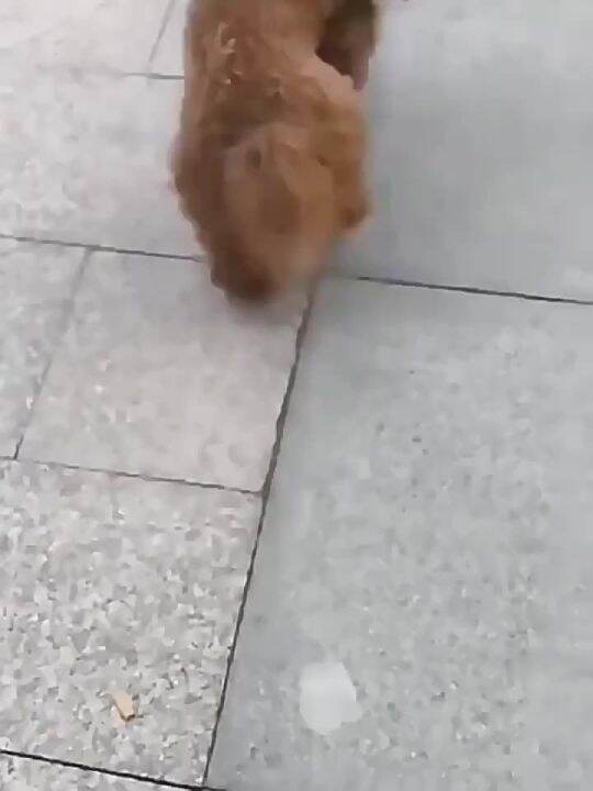 Dog Calcium Tablets BoneInvigorating and Calcium Supplement Puppy