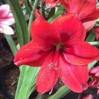 1 หัวว่าน ว่านสี่ทิศฮอลแลนด์ Amaryllis carina 18-24 ซม สินค้านำเข้า แช่เย็นแล้ว หัวขนาดใหญ่.