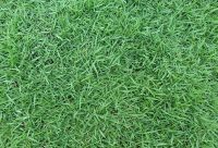 50 กรัม เมล็ดหญ้านวลน้อย Manila Grass หญ้าปูสนาม สนามหญ้า พืชตระกูลหญ้า เมล็ดพันธ์หญ้า ปูหญ้า ปูสนาม สนามหญ้าและสวน จัดสวน