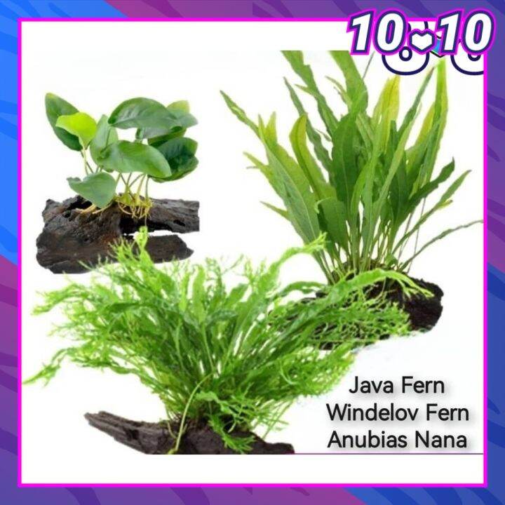 Aquarium Live Aqua Plants On Wood Anubias Nana /Java Fern / Windelov
