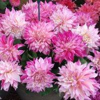 20 เมล็ดพันธุ์ รักเร่ Dahlia Seeds สายพันธุ์ CAFÉ AU LAIT ROSÉ สีชมพู รักเร่ รักแรกพบ ดอกไม้แห่งมิตรภาพ ความรักเริ่มต้น เพาะเลี้ยงง่าย ตั้งโต๊ะทำงาน