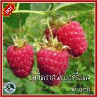 10 เมล็ด ราสพ์เบอรี่ แดง Red Raspberry เมล็ดราสเบอรี่แดง  เมล็ดราสเบอรี่ ราสเบอรี่ ราสเบอรี่แดง