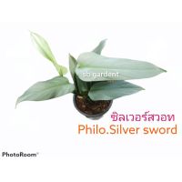 Philodendron Silver sword ฟิโลดาบเงิน กระถาง4/