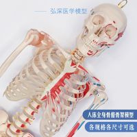 Human body skeleton model 180 cm skeleton 1:1 skeleton structure spinal vertebrae joint activities of neurovascular