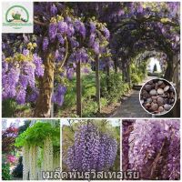 เมล็ดพันธุ์วิสเทอเรีย Wisteria Sinensis Flower Seeds ต้นดอกไม้สวยๆ เมล็ดดอกไม้ บอนไซ ไม้ดอก ต้นไม้ประดับ ต้นไม้ฟอกอากาศ ของแต่งสวน เมล็ดบอนไซ พันธุ์ดอกไม้ ดอกไม้จริง เมล็ดพันธุ์แท้ 100% ปลูกง่าย ปลูกได้ทั่วไทย (แต่ละแพ็คมี 20 เมล็ด - Seeds for planting)