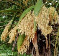 ต้นพันธุ์ ปาล์มสิบสองปันนา Pygmy date palm ไม้ประดับที่แผ่กิ่งก้านที่สวยงาม  ใบสวยงาม เลี้ยงในอาคารได้