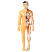 TDS Easy Assembly Anatomy Toy Interactive Human Body Model for Kids Learn