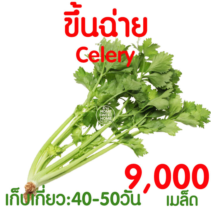 ค่าส่งถูก-เมล็ดผัก-เมล็ดผักสลัด-ขึ้นฉ่าย-9000-เมล็ด-เมล็ดพันธุ์-เมล็ดพันธุ์ผักสลัด-งอกดี-ปลูกผัก-ผักสลัด-สลัด-salad-ไฮโดร-hydroponic