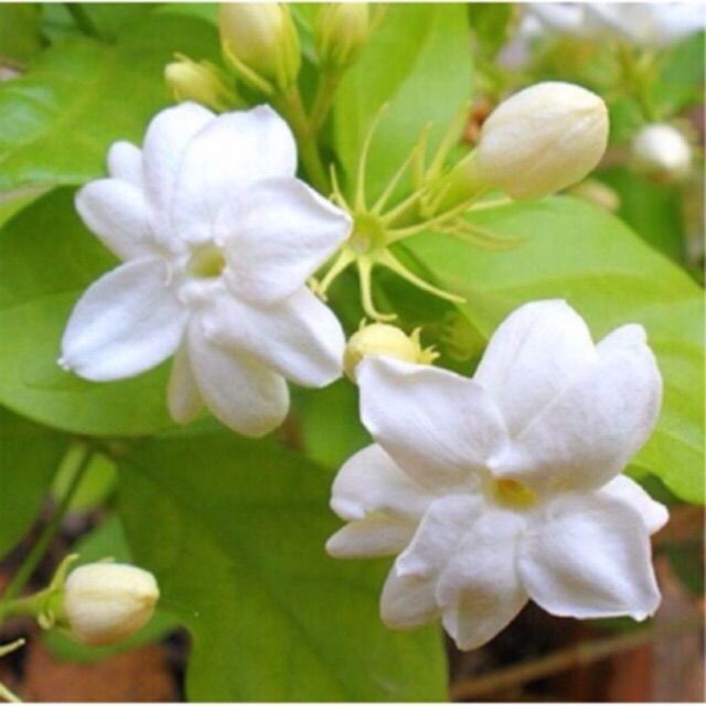 Sampaguita Flower Language Best Flower Site 9334