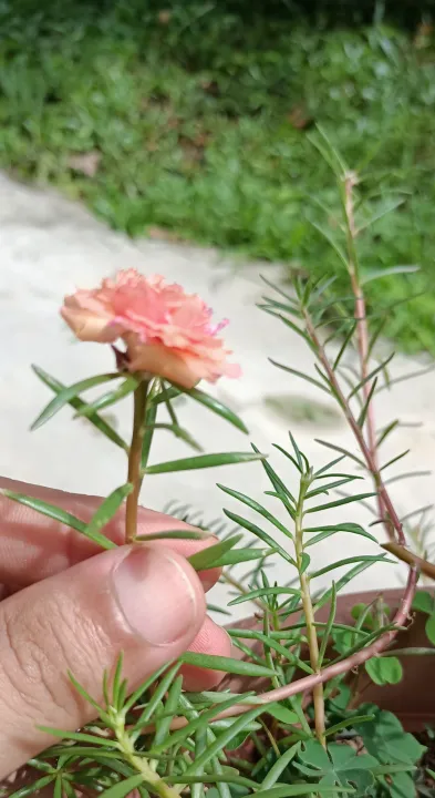 Flower Cutting Edible Plant 10 O Clock Flower Moss Rose Coral Portulaca Grandiflora Lazada