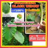 mai เเท้100% colocasia black widow ตัดใบส่ง โคโลคาเซีย ฟาโรห์เสินเจิ้น หรือ บอน เเมงมุมเเม่หม้ายดำ ต้นไม้ตาย ระหว่างขนส่ง เคลมฟรี