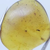 ?? อัมพันพม่า ( Burmite Amber &amp; Insect ) ?มีแมลงภายในขนาดค่อนข้างเห็นรูปร่างชัดเจน