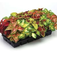 50 เมล็ด เมล็ดพันธุ์ ฤาษีผสม Coleus Seed เปอร์เซ็นการงอก  80-90% มีคู่มือปลูก