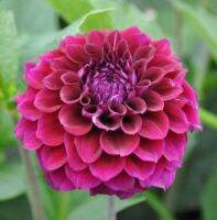 1 หัว/ออเดอร์ รักเร่ Dahlia Bulb สายพันธุ์ ZIRCONIA หัวรักเร่ ดอกไม้ หัวหน่อ เหง้า นำเข้า เนเธอร์แลน หัวสดใหม่