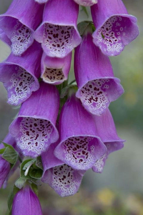 เมล็ดพันธุ์-ดอกฟ๊อกเลิฟ-ดิจิทาลิส-digitalis-purpurea-foxglove-excelsior-1000-เมล็ด-เมล็ดพันธุ์นำเข้าจาก-อังกฤษ