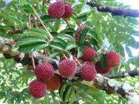 เงาะฟูลาซัน(Fulasan rambutan)ขนาด 35 ซม.